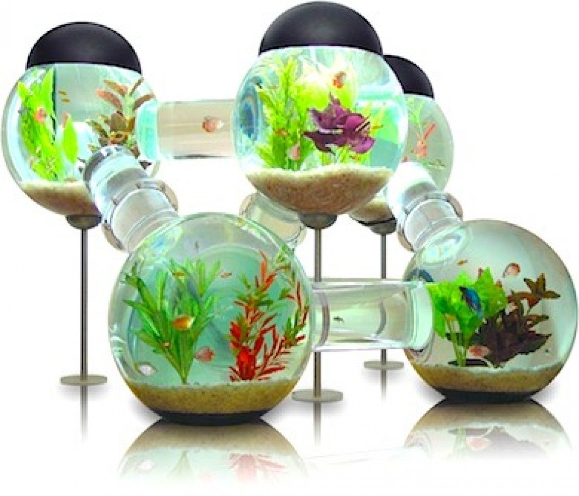 Labyrinth Aquarium