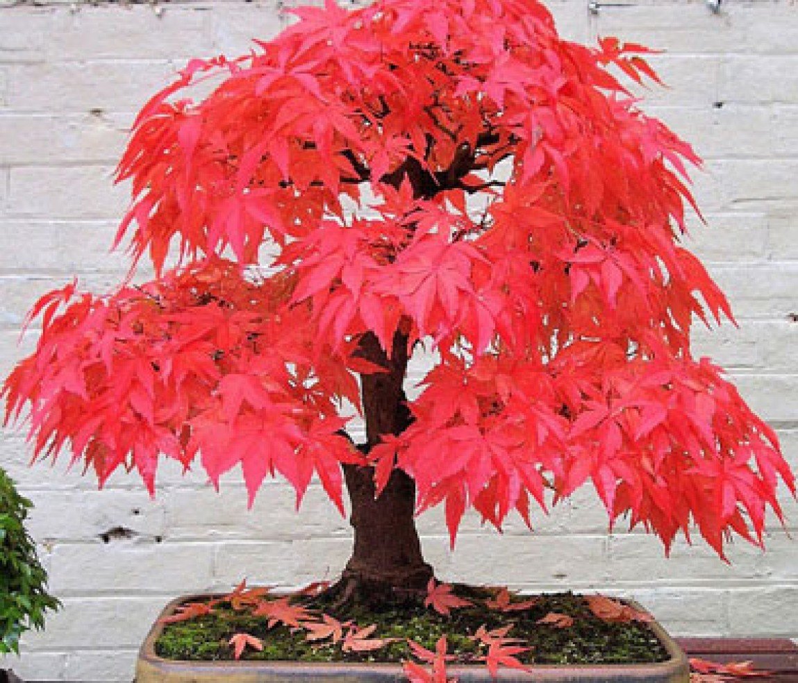 Red Maple Bonsai Tree Kit