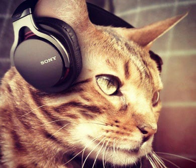 Music for Cats