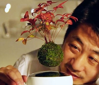 Floating Bonsai Tree