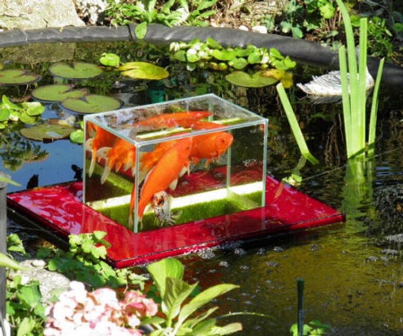 Floating Fish Pond Observatory