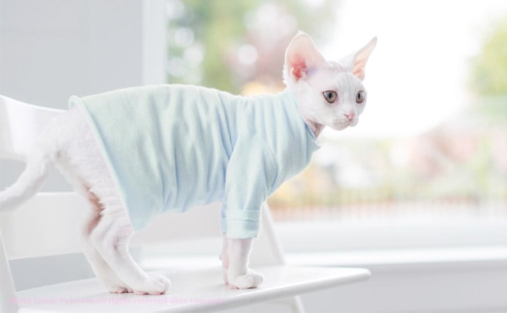 Cat Clothes - 55+ Best Items Of Cat Clothing For ALL Cats!