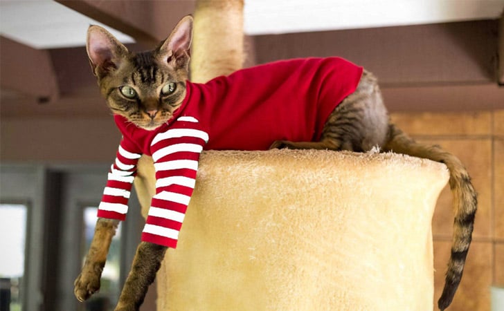 Cat Clothes - 60 Best Items Of Cat Clothing For ALL Cats!