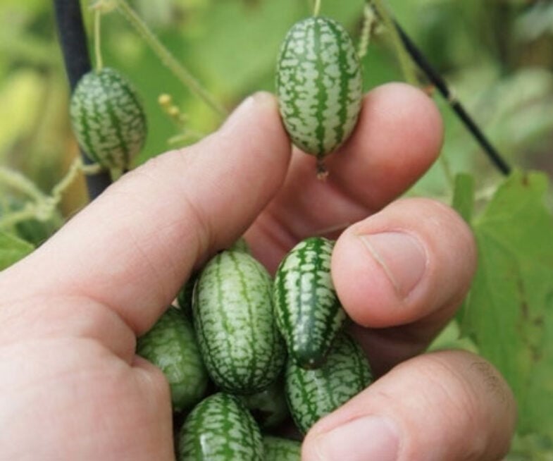 Cucamelons: Mini Watermelon Cucumbers