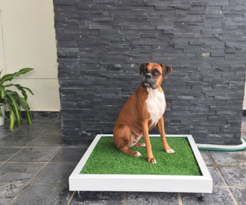 Self-Flushing Dog Toilet