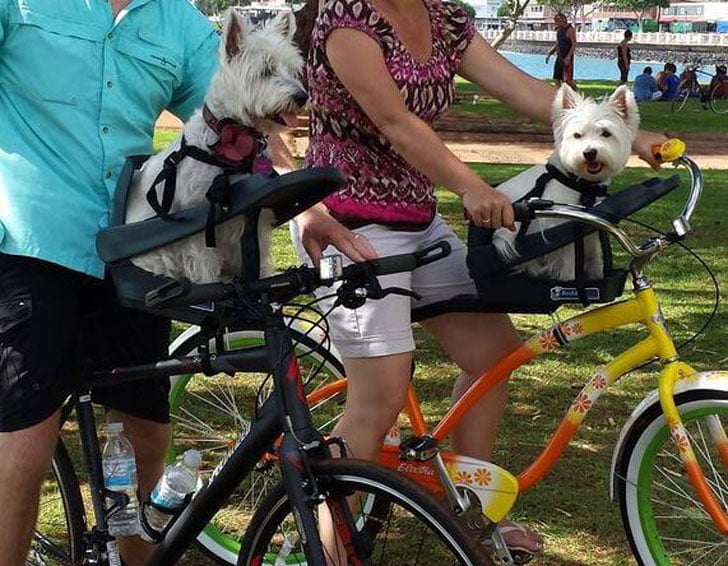 buddyrider dog bike seat