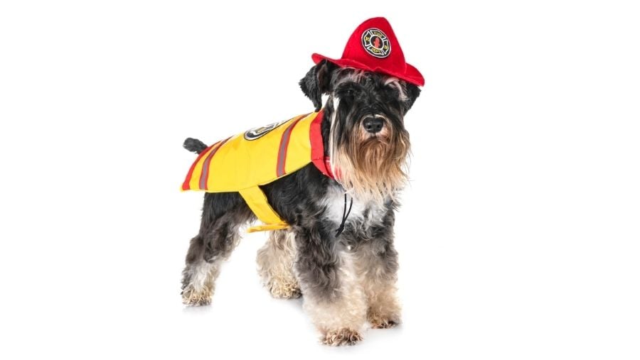 What is the Firefighting Dog?