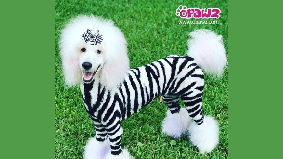 25 Wonderful Dog Hair Dye Ideas That Will Be Loved By Your Dogs