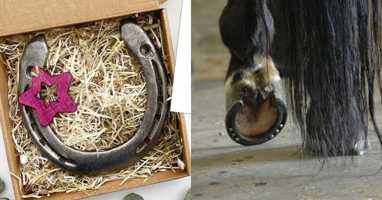 Horse Shoe Gift Box