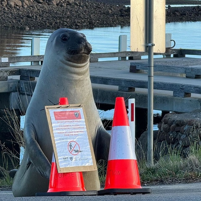 This 600 Kg Seal Loves Nothing More Than Playing With Traffic Cones 