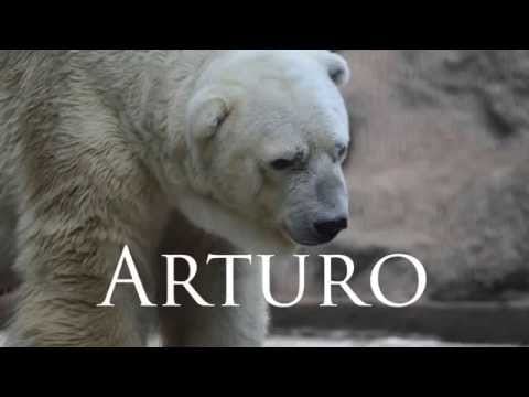 Arturo polar bear
