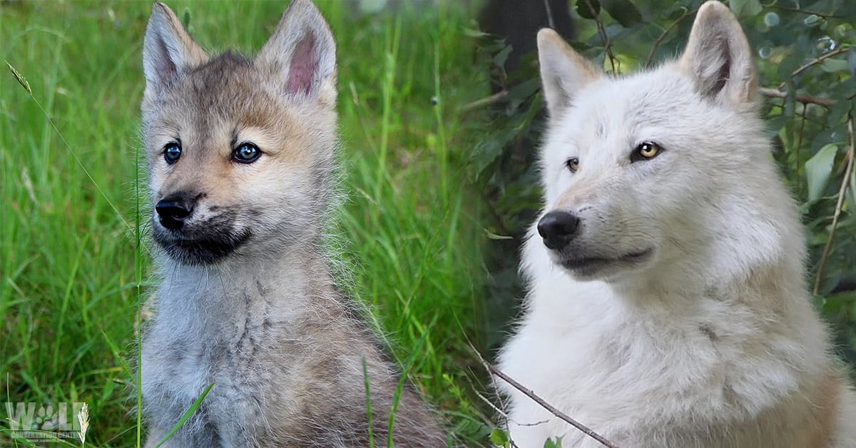 wolf adoption behavior