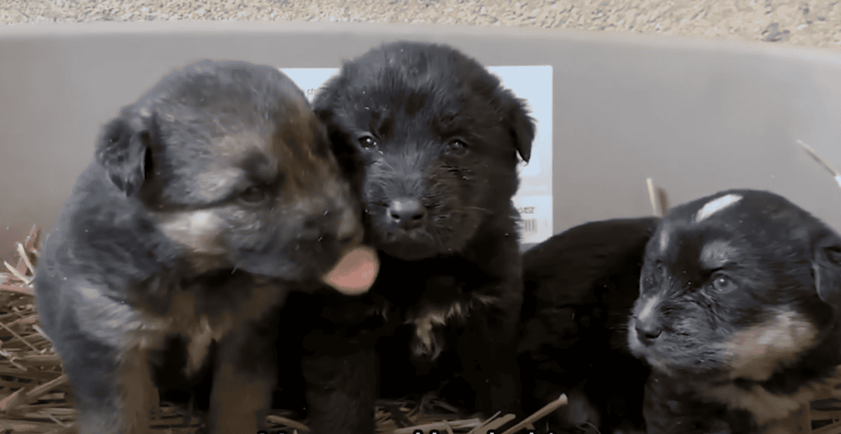 dog rescue story