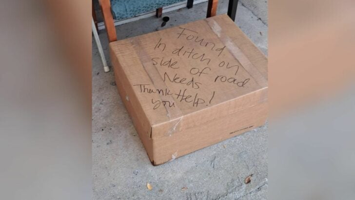 Shelter staff opened an abandoned cardboard box and found a terrified pup—what happened next changed lives and reshaped home‑care ideas.