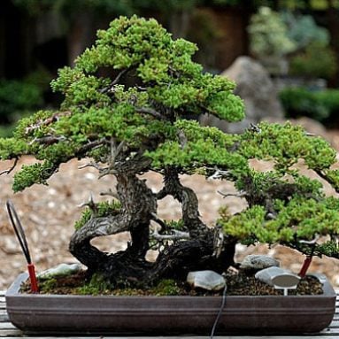 Bonsai Seed Collection