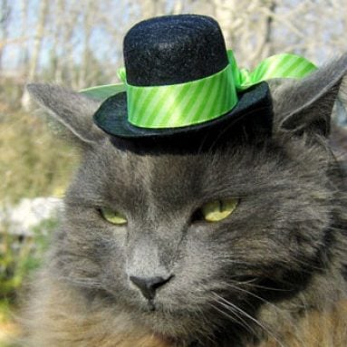 Cat Hats
