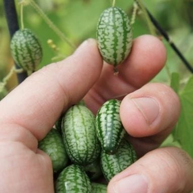 Cucamelons: Mini Watermelon Cucumbers