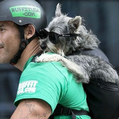 Dog Carrying Backpack