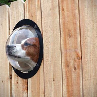 Dog Fence Window