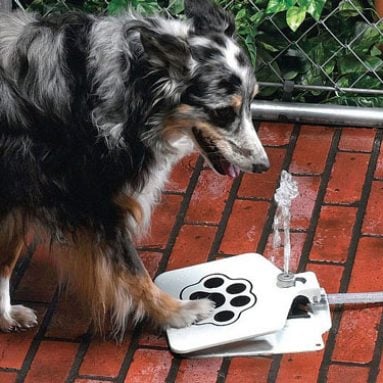 Doggie Pedal Water Fountain
