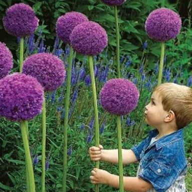 Giant Allium Giganteum Flower Seeds