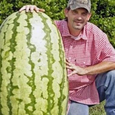 Giant Watermelon Seeds