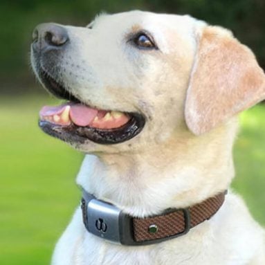 Health Tracking Dog Collars