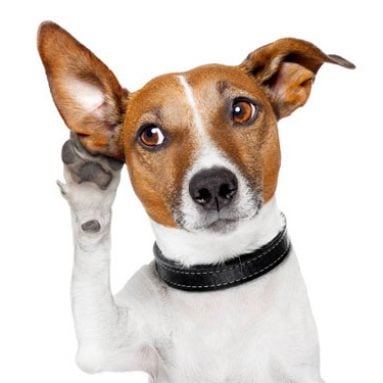 Hemp CBD Nutritional Products For Pets