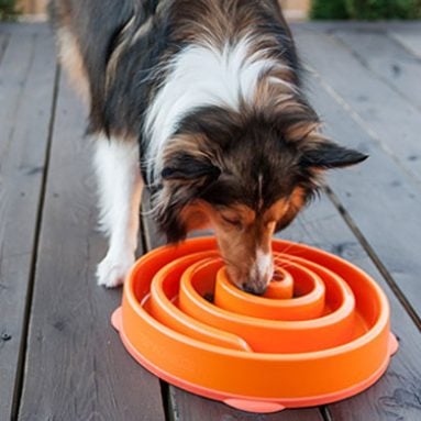 Interactive Slow Feeder Dog Bowl
