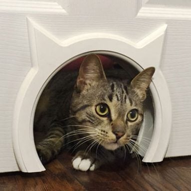 Kitty Pass Interior Cat Door