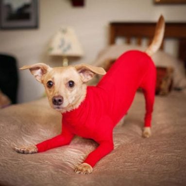 Leotards For Dogs