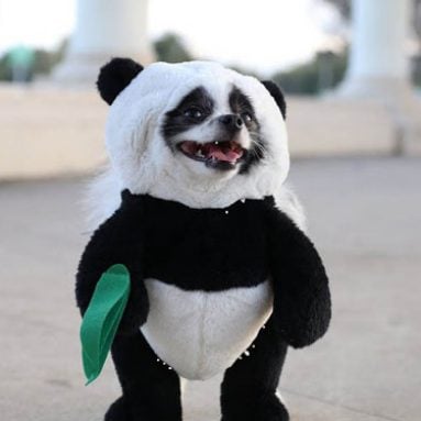 Panda Puppy Costume