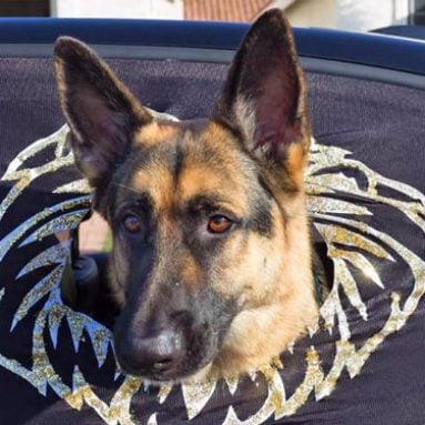 Peekapet Car Window Screen