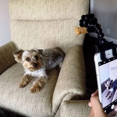 Pet Selfie Smartphone Attachment