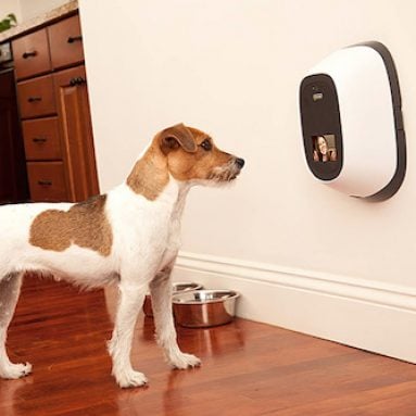 Pet Surveillance Camera