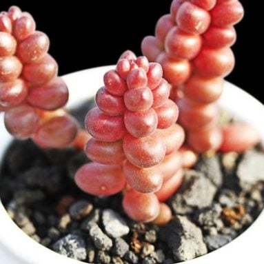 Rare Weird Succulent Seeds