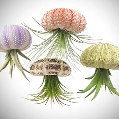 Sea Urchin Jellyfish Air Plants