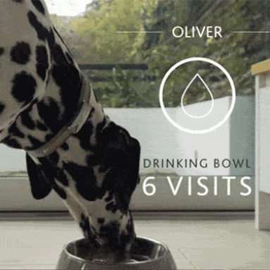 Digital Pet Health Monitor Collar