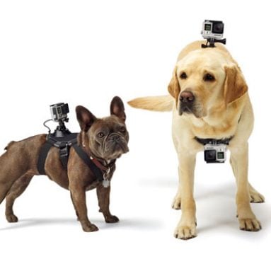 Dog Camera Mount