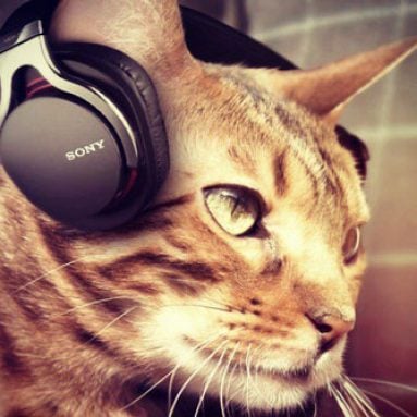 Music for Cats